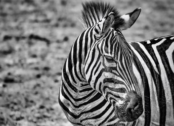 fototapeta zebra