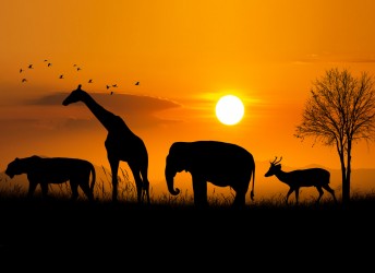 fototapeta zwierzęta afrykańskie