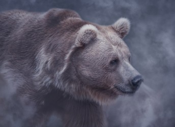 fototapeta niedźwiedź