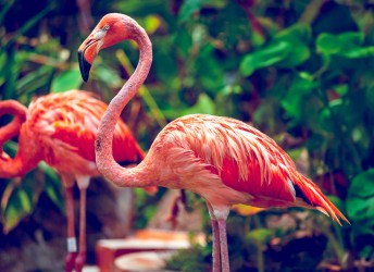 fototapeta flamingi