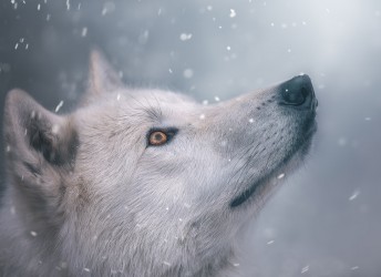 fototapeta biały wilk