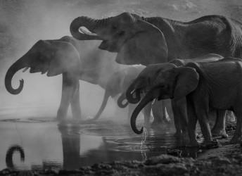 fototapeta słonie