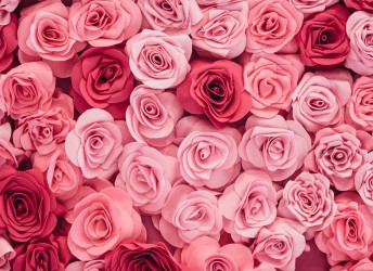 tapeta różowe róże