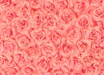 fototapeta różowe róże