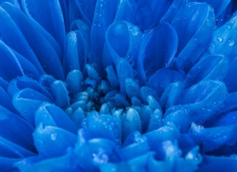 fototapeta niebieski kwiat