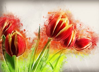 fototapeta na ścianę kwiaty tulipana