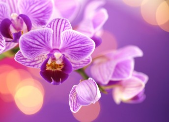 fototapeta na ścianę kwiaty orchidea