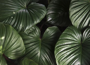 fototapeta liście tropikalne